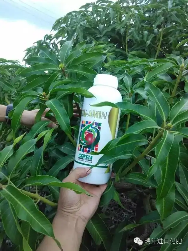 绿力倍健对芒果催花效果显著