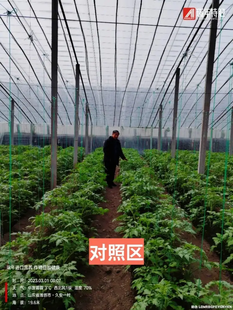 溉佳磷番茄试验:开花大、果柄粗、新根多