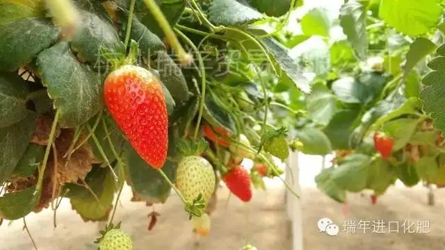 杭州瑞年访问以色列农业研究中心