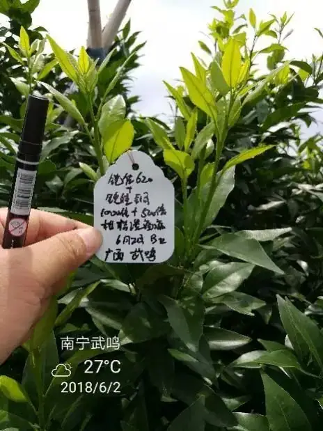 铠佳620+铠佳铜 强强联手 共抗溃疡