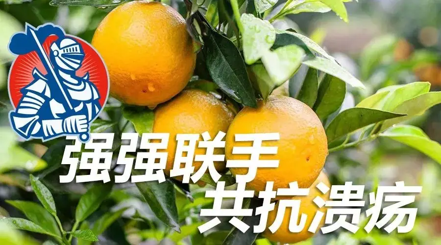 铠佳620防治柑橘溃疡病案例