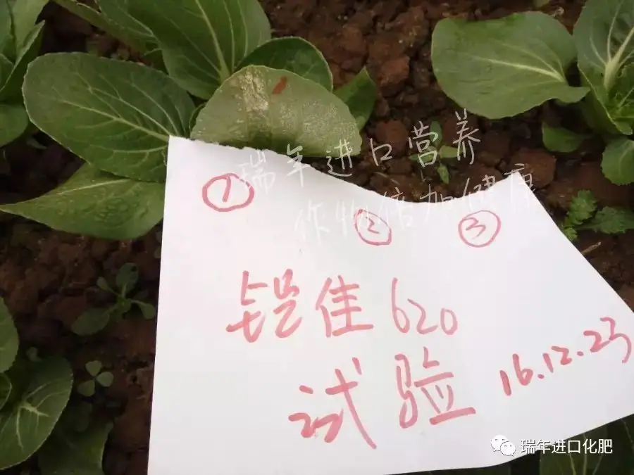 云南菜农使用铠佳620,有效预防霜霉病