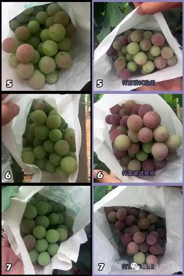 绿力钙富磷葡萄转色增甜试验-实地照片对比