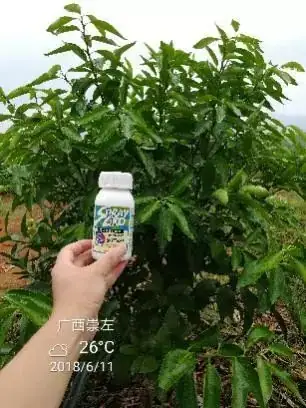铠佳620防治柑橘溃疡病案例