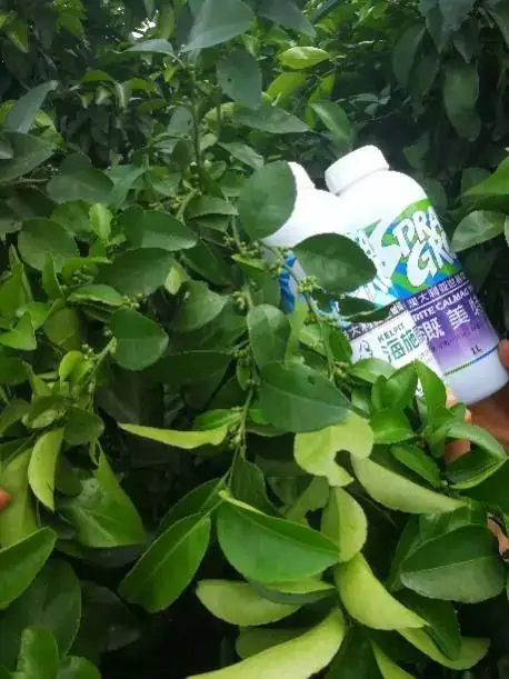 海施康+溉美特柑橘保花保果显身手