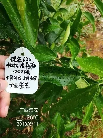 铠佳620防治柑橘溃疡病案例