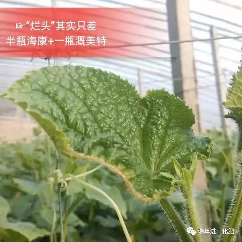 解决蔬菜烂头——就用海康溉美特组合