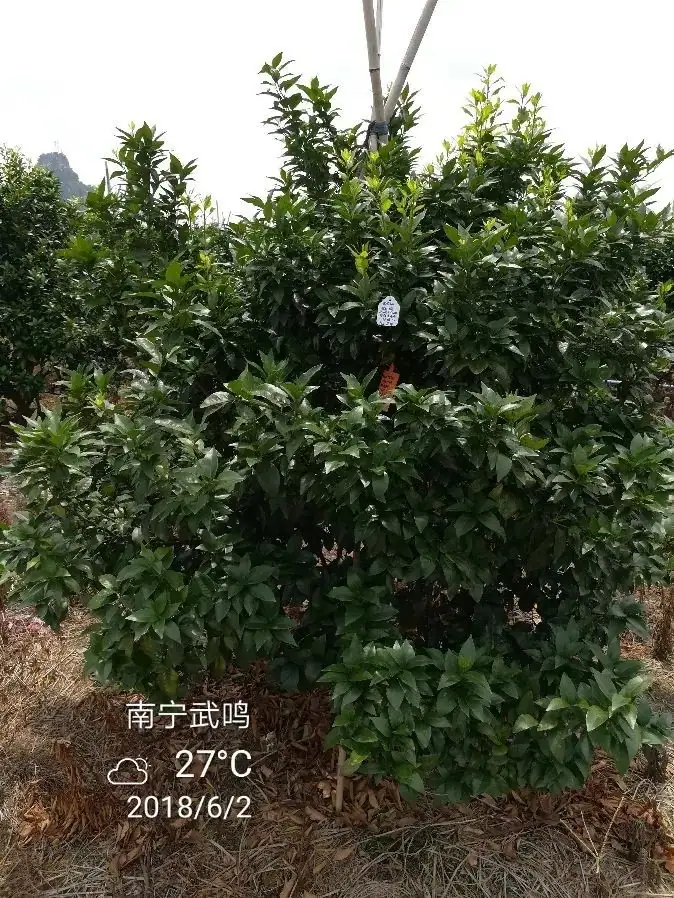 铠佳620+铠佳铜 强强联手 共抗溃疡