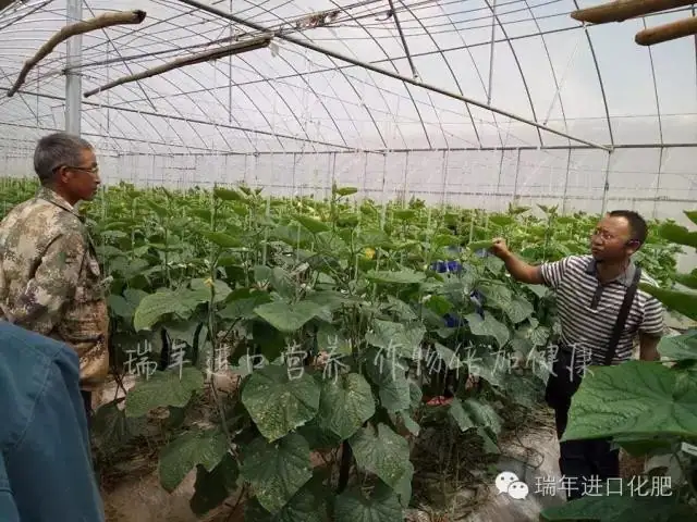 绿力套餐展神奇 黄瓜产量节节高