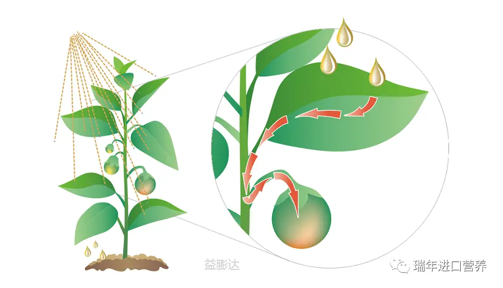 益膨达——果实自然膨大,更多A级果