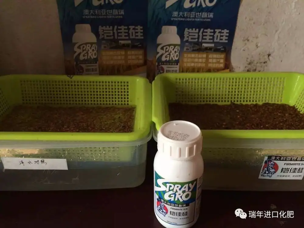 世普瑞铠佳硅水稻种浸种试验