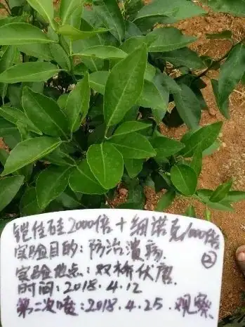 铠佳硅为您的柑橘生长保驾护航