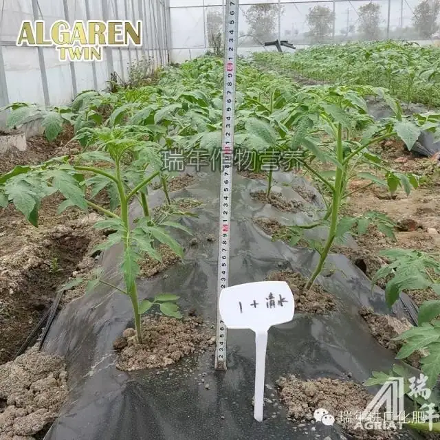 绿力海康在番茄育苗试验2—促生长促开花