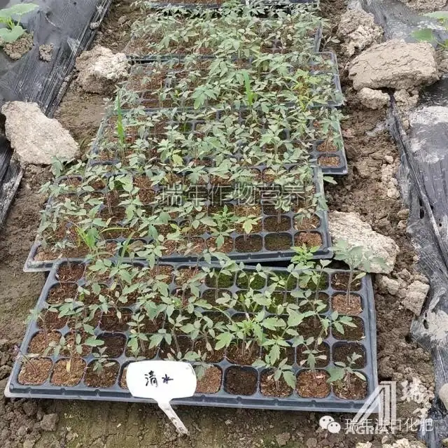 [试验]绿力海康能有效促进番茄苗根系生长，提高苗的强壮性