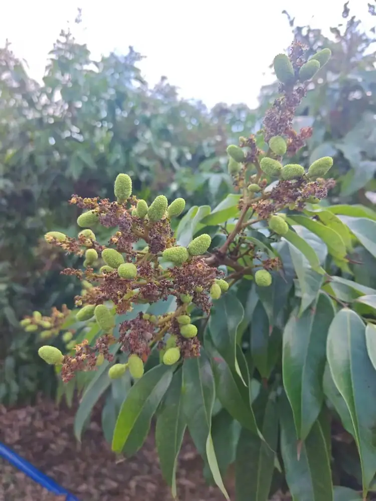 怎得荔枝压枝头 智微硼钼解您忧