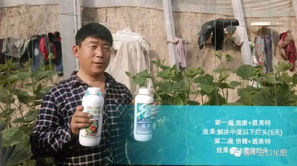解决蔬菜烂头——就用海康溉美特组合