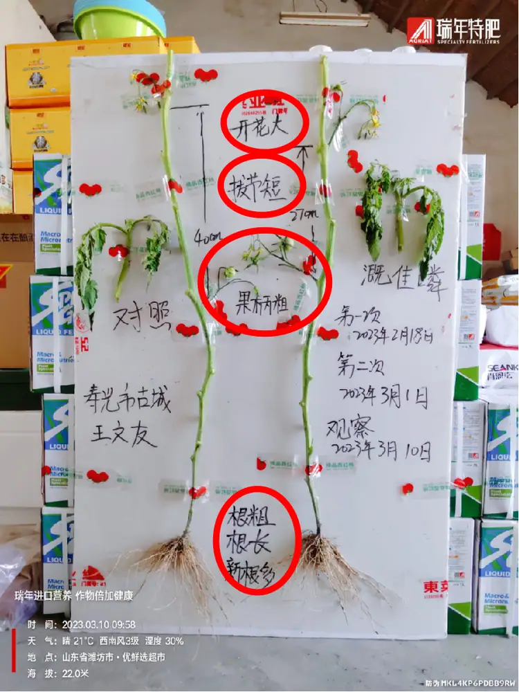 溉佳磷番茄试验:开花大、果柄粗、新根多