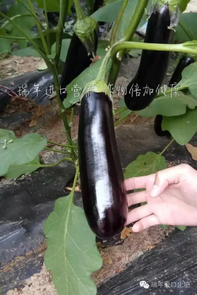 用绿力海康,茄子乌黑靓丽有光泽