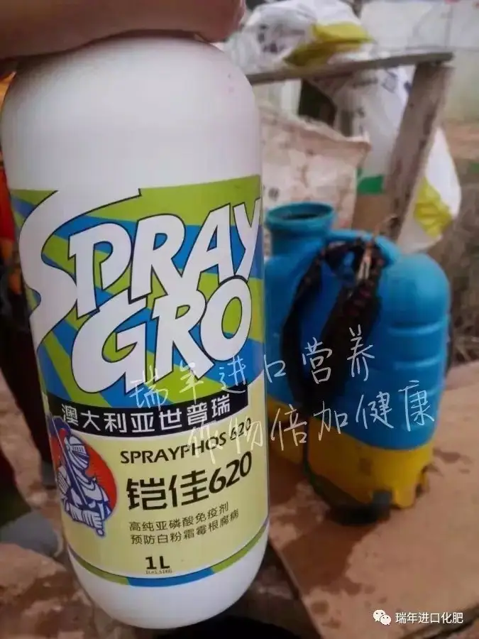 云南菜农使用铠佳620,有效预防霜霉病