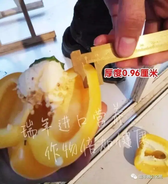 寿光菜农使用瑞年进口营养套餐获得好收成