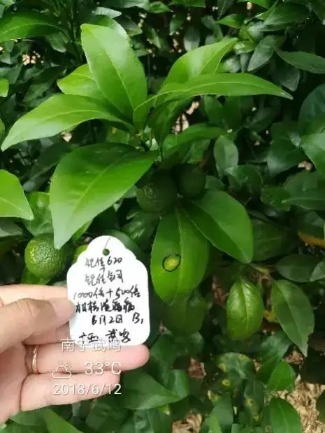 铠佳620+铠佳铜 强强联手 共抗溃疡