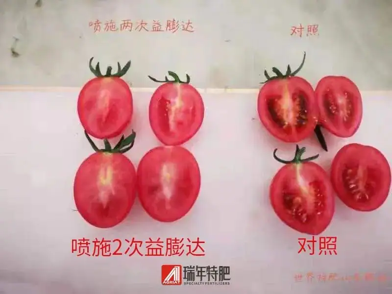 番茄使用益膨达取得显著增重和转色效果