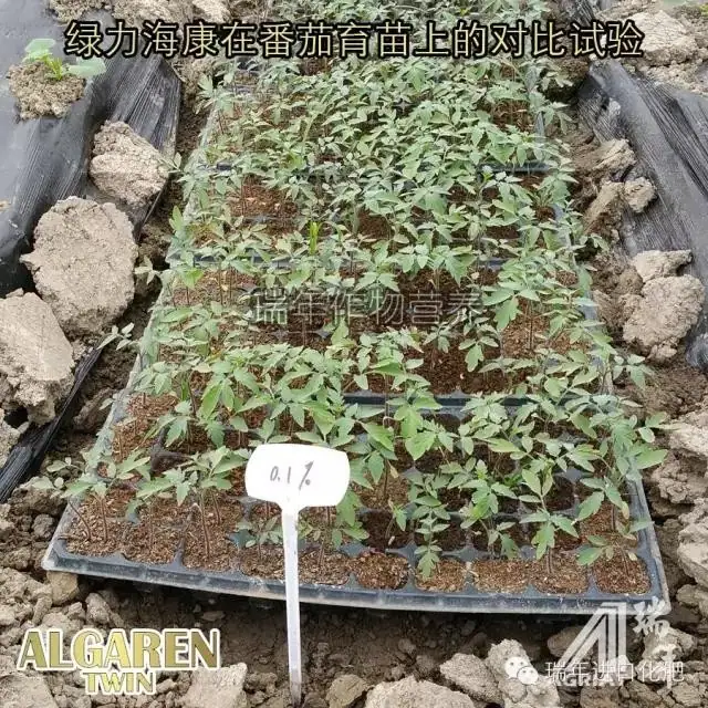 [试验]绿力海康能有效促进番茄苗根系生长，提高苗的强壮性