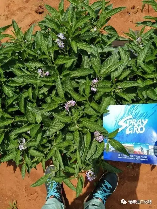 骄阳夏日,杭州瑞年为广大种植户提供技术服务