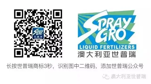 海施健玫瑰促花实验报告