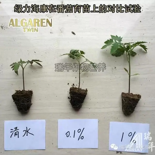 [试验]绿力海康能有效促进番茄苗根系生长，提高苗的强壮性