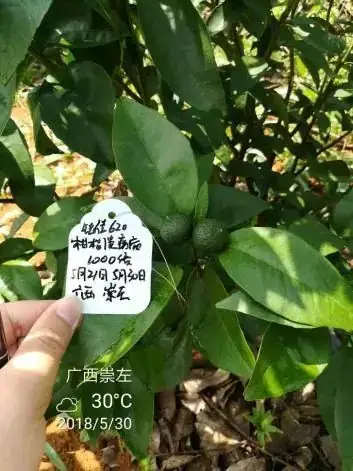 铠佳620防治柑橘溃疡病案例