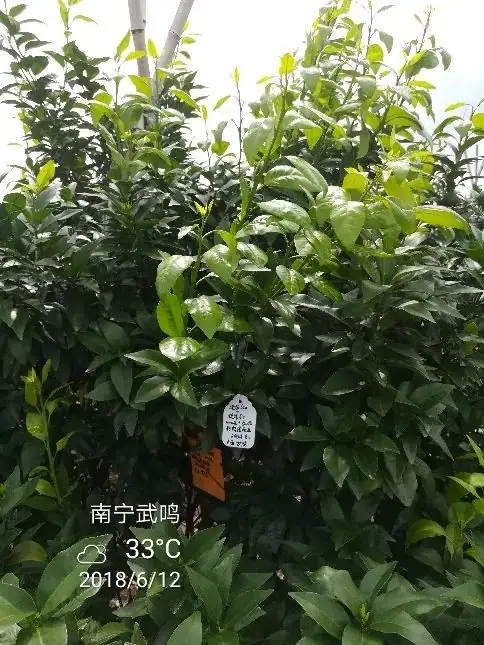 铠佳620+铠佳铜 强强联手 共抗溃疡