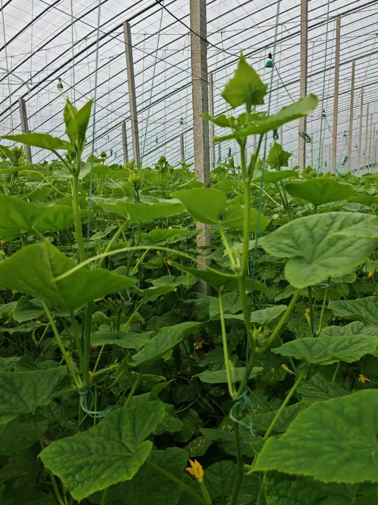 瑞年方案助力寿光大棚黄瓜得高产