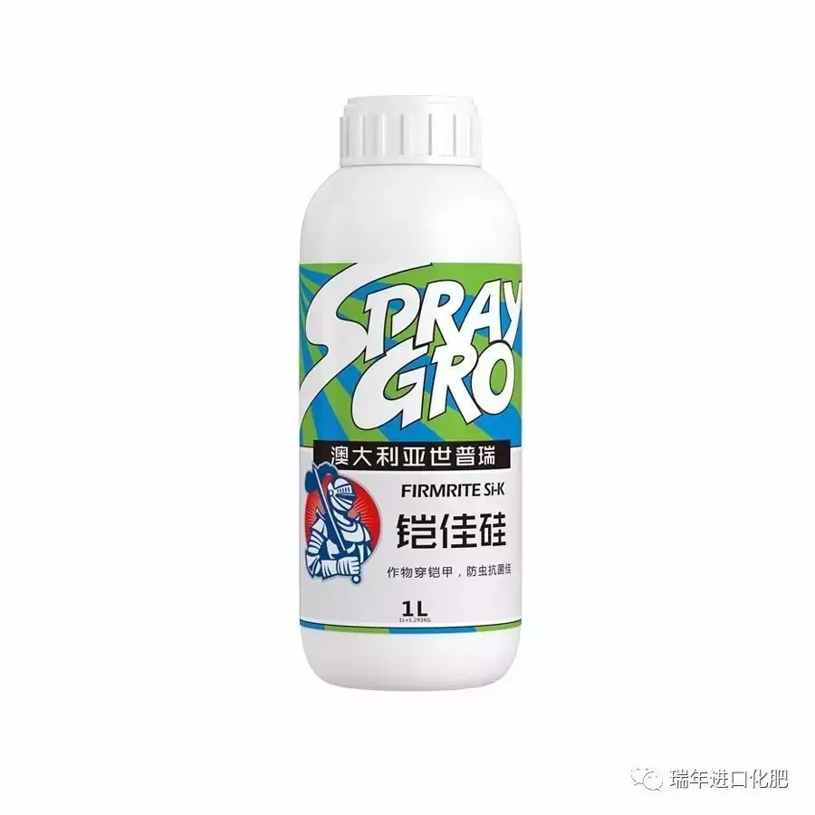 铠佳硅水稻育苗对比试验