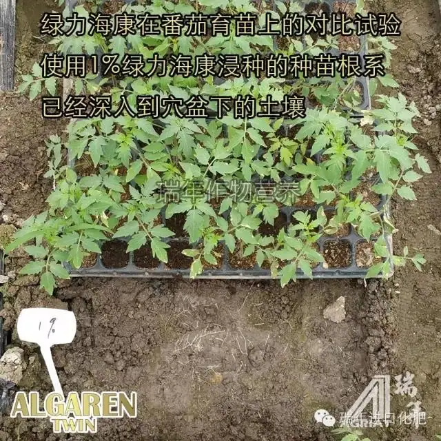 [试验]绿力海康能有效促进番茄苗根系生长，提高苗的强壮性