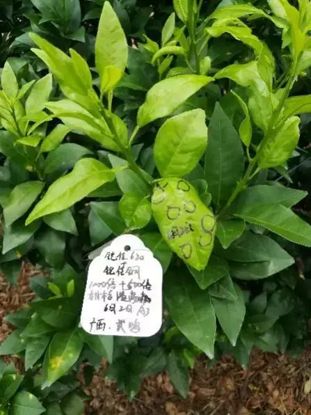 铠佳620+铠佳铜 强强联手 共抗溃疡