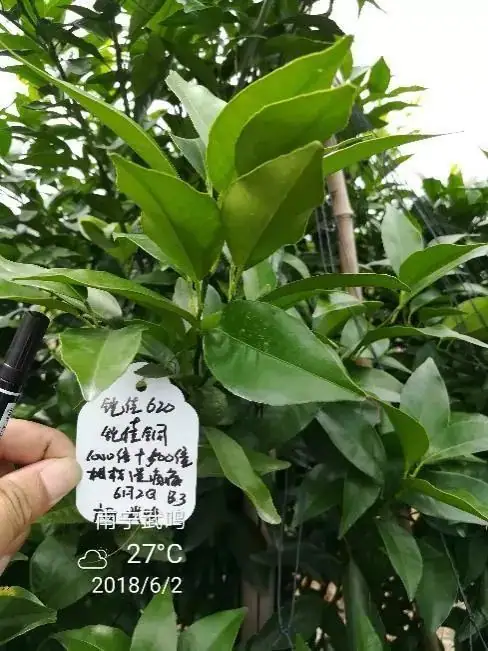 铠佳硅为您的柑橘生长保驾护航