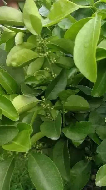 海施康+溉美特柑橘保花保果显身手