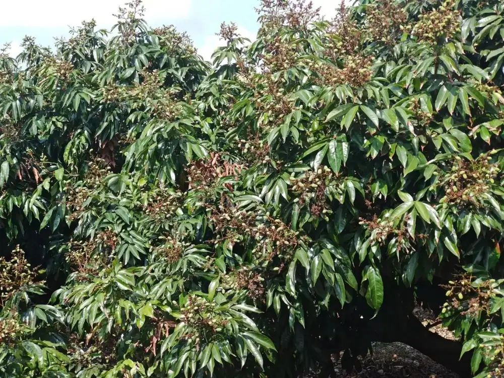 怎得荔枝压枝头 智微硼钼解您忧