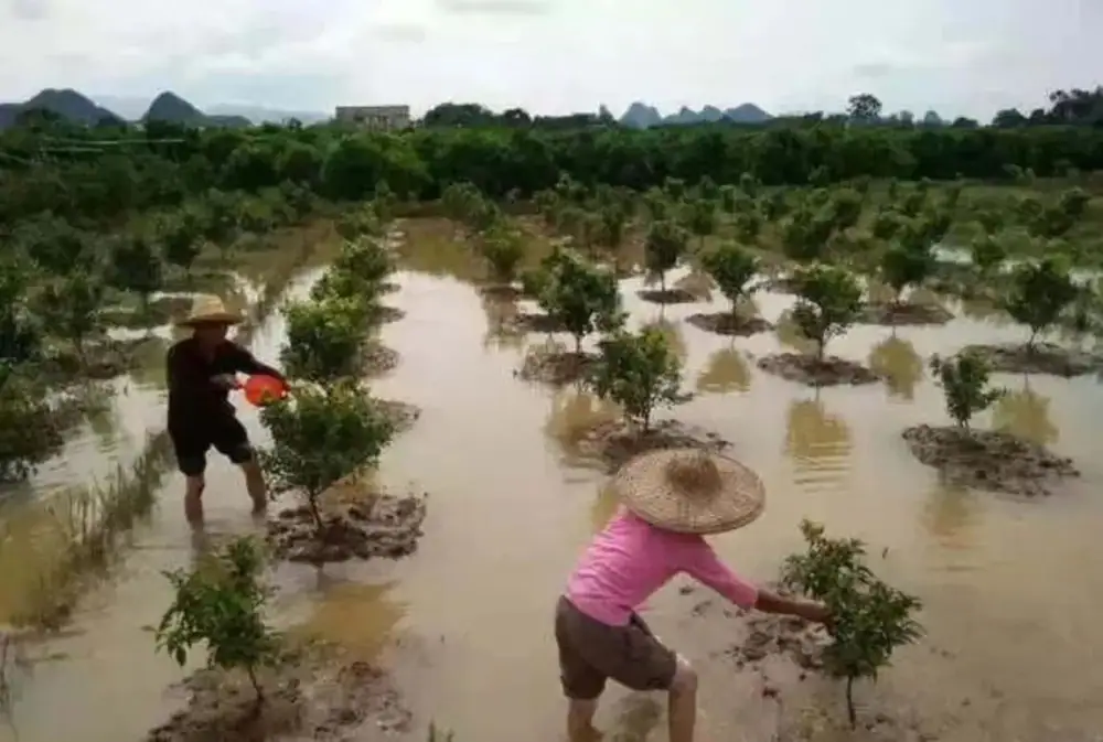 暴雨过后如何生产自救,这里有你需要知道的