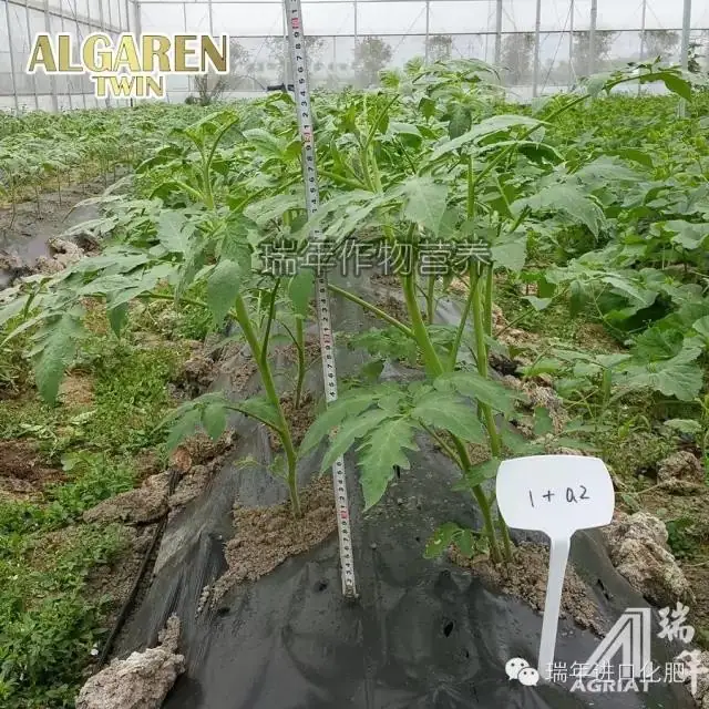 绿力海康在番茄育苗试验2—促生长促开花