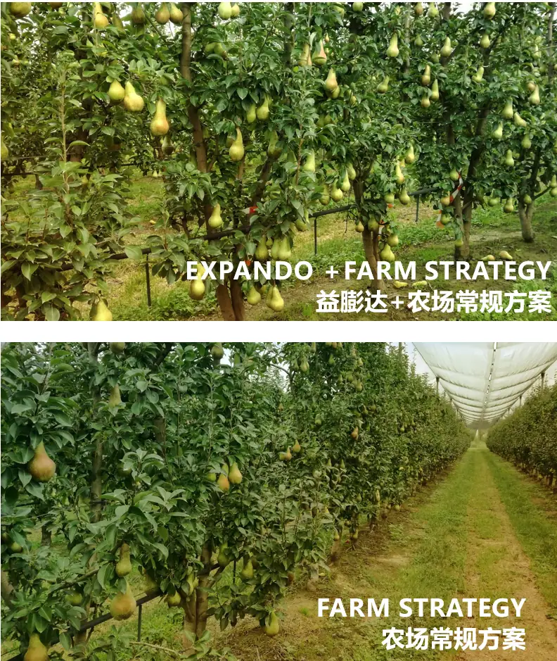 益膨达——果实自然膨大,更多A级果