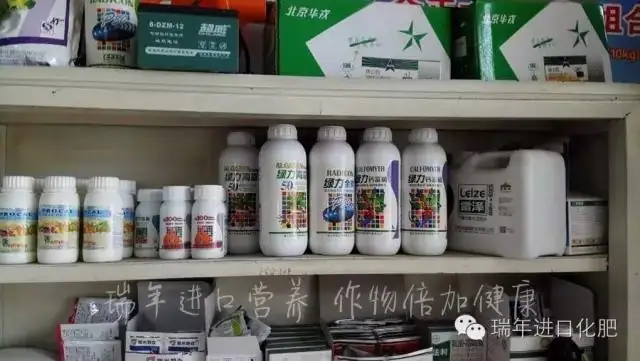 用瑞年营养套餐,大姜农户获丰收
