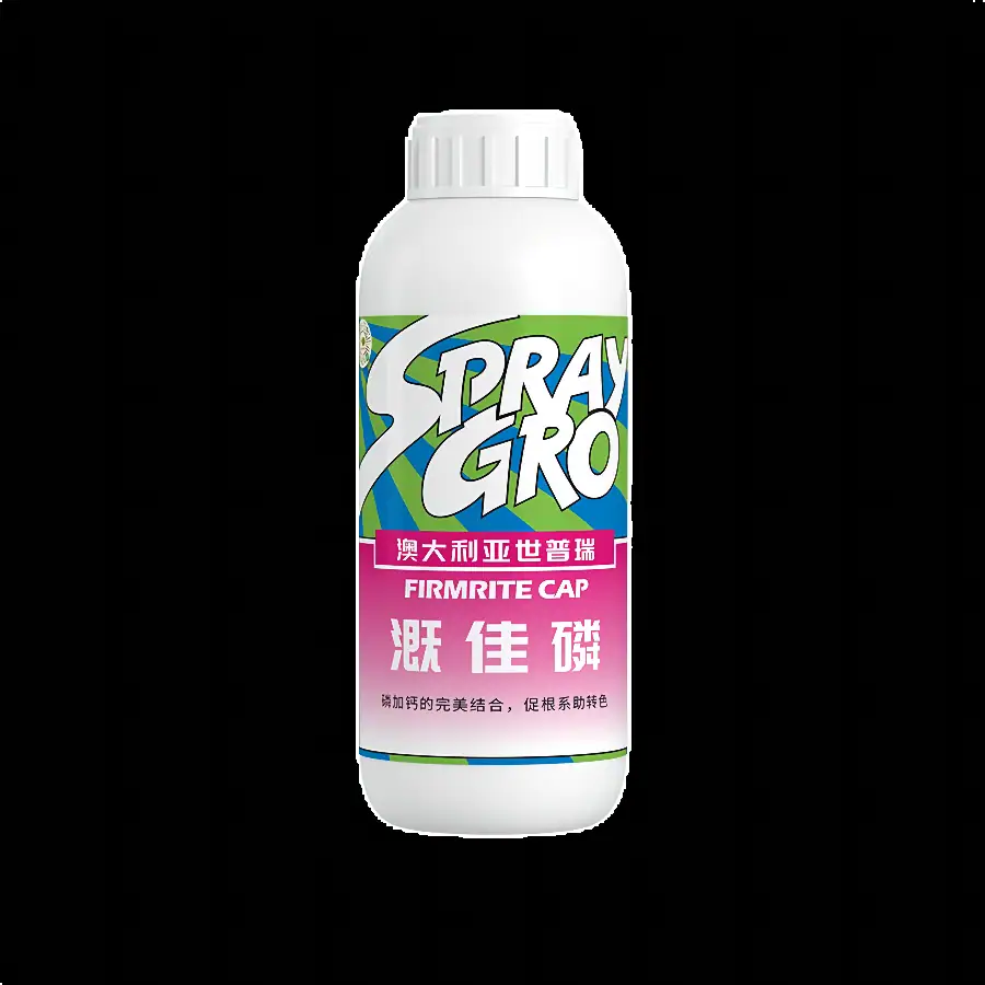 溉佳磷番茄试验:开花大、果柄粗、新根多