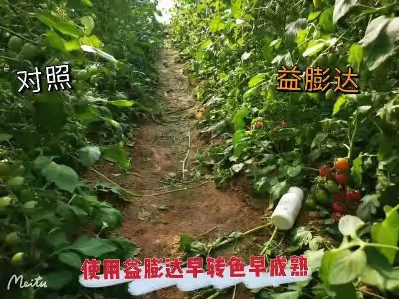番茄使用益膨达取得显著增重和转色效果