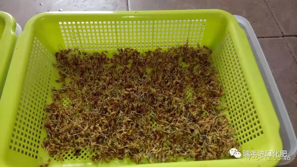 铠佳硅水稻育苗对比试验