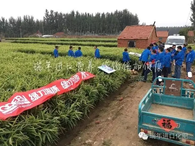 杭州瑞年举办大姜全程套餐测产观摩会