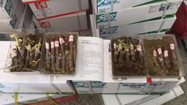 用绿力海康葡萄枝条爆发式生根