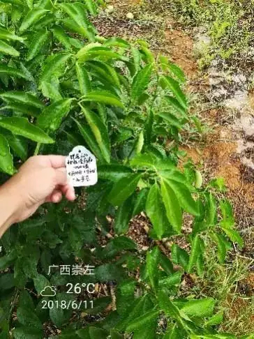 铠佳620防治柑橘溃疡病案例