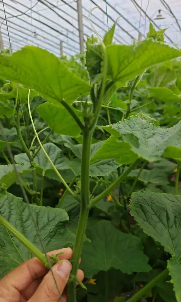 瑞年方案助力寿光大棚黄瓜得高产